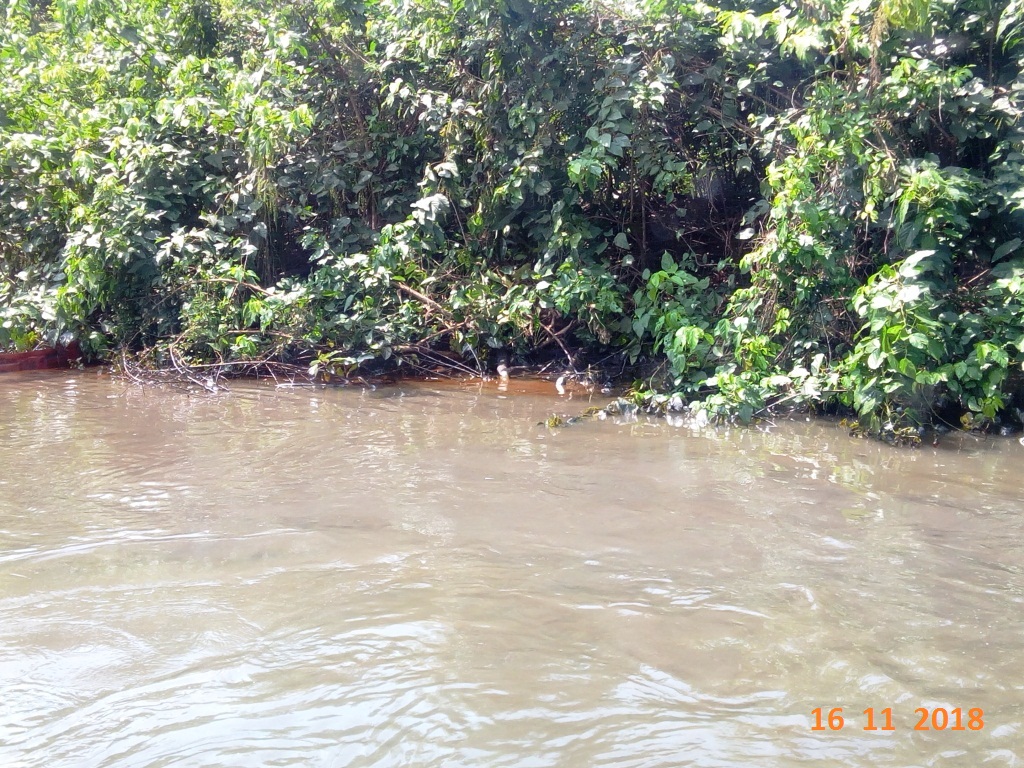 impacted surface water (canal)