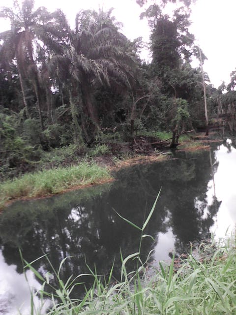 JIV PIXS 6