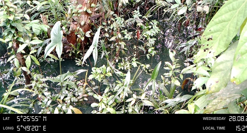 impacted vegetation and surface water.